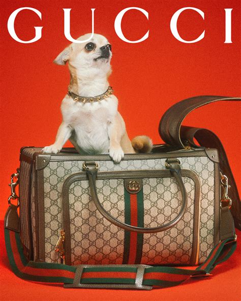 roze gucci pet heren|gucci pet accessories.